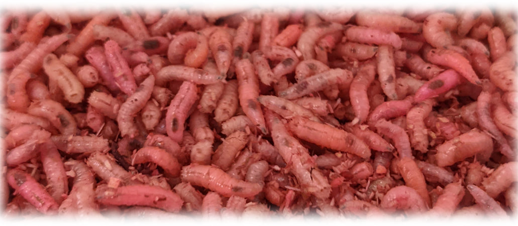 proinsects Pinky Maggots 1 Litre, Pinkies