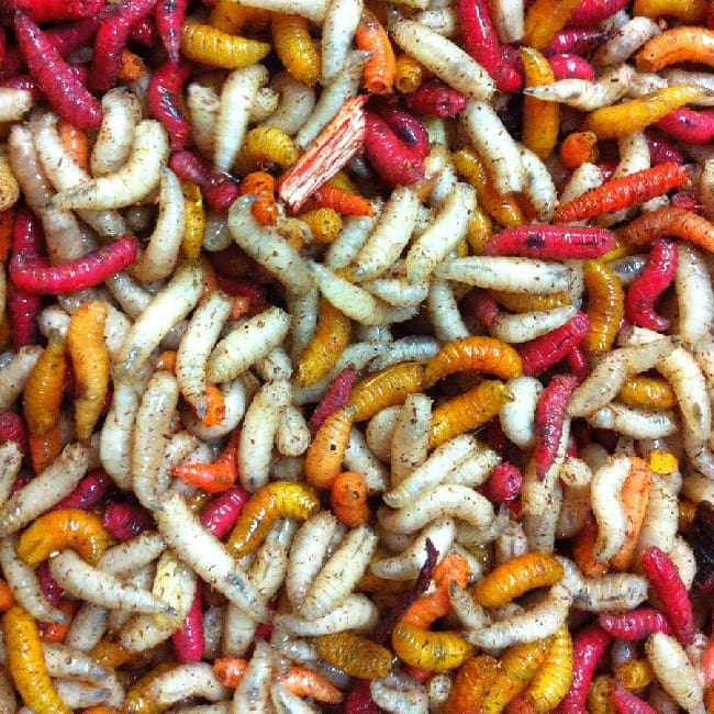 1/2 Gallon Mixed Maggots -1 week old Maggots