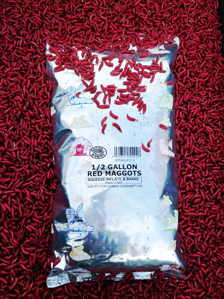 willy worms red fishing maggots