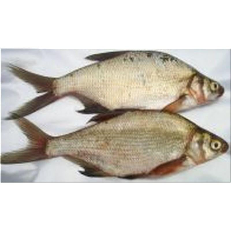 Bream Large 2 Pack Deadbait