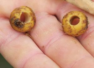 Carp Spirit - Boilie Drill Rig Tools