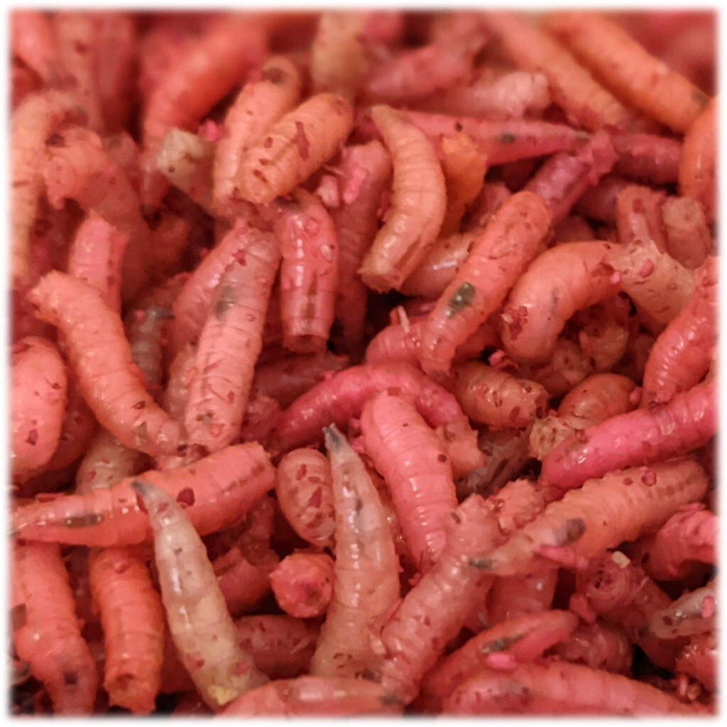 Trout Fishing Worms, Worms Fishing Maggot, Lure Trout Maggots