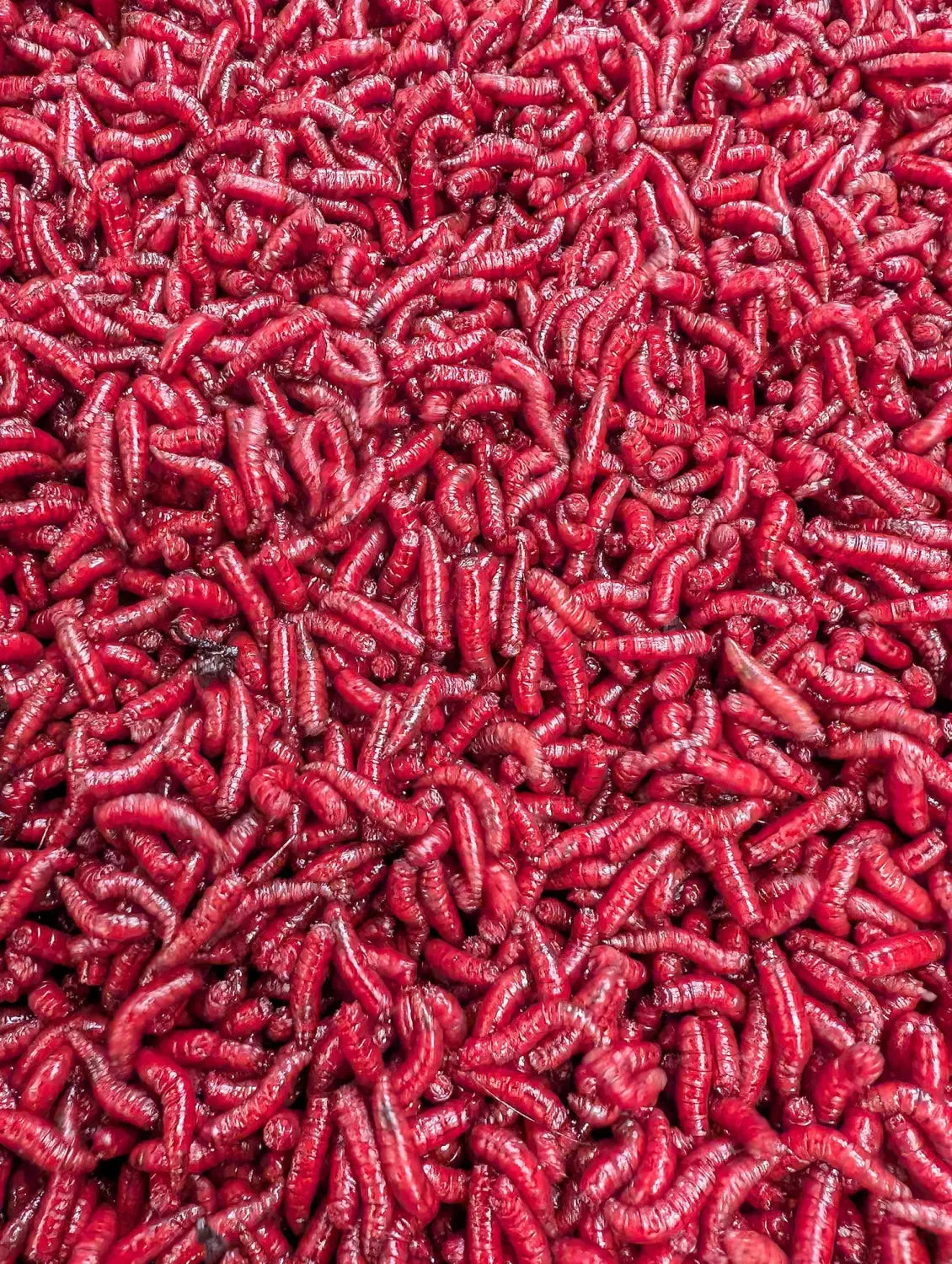 Choosing the Best Bait for Winter Fishing: A Simple Guide for Cold-Weather Success