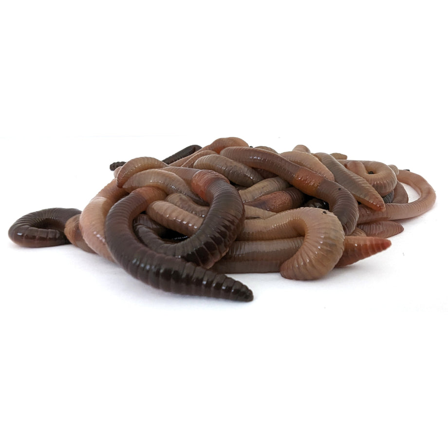 Rubber worms online