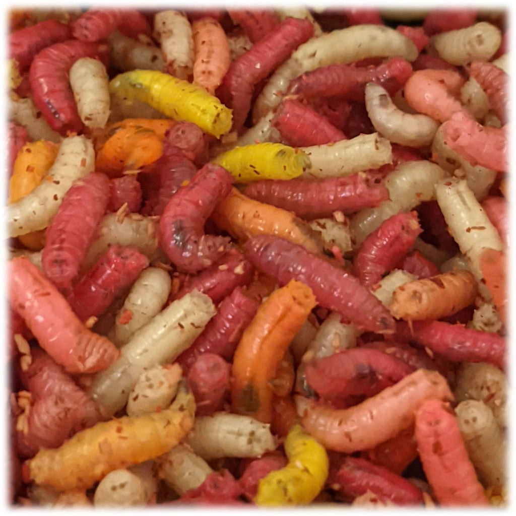 Fresh Cod Maggots Maggots – Willy Worms