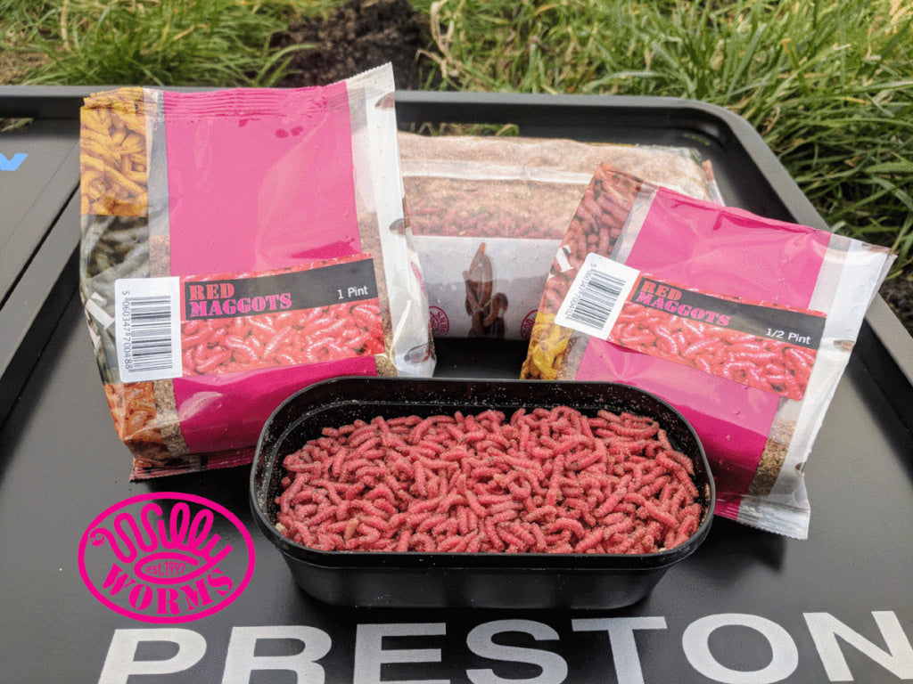 Red Maggots – Willy Worms