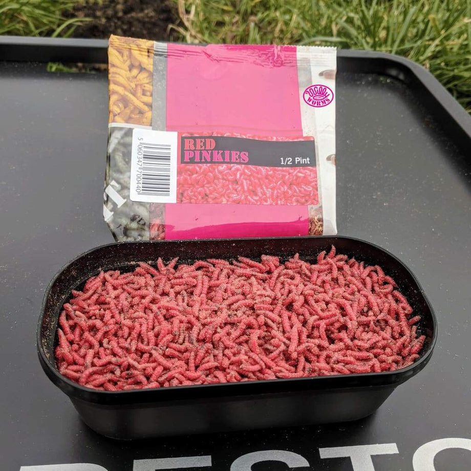 Live maggots pinkies 20g