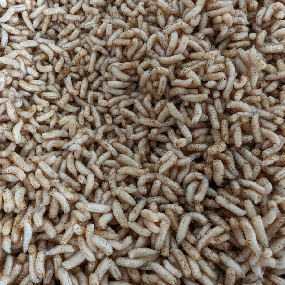 1/2 Gallon White Maggots -1 week old – Willy Worms