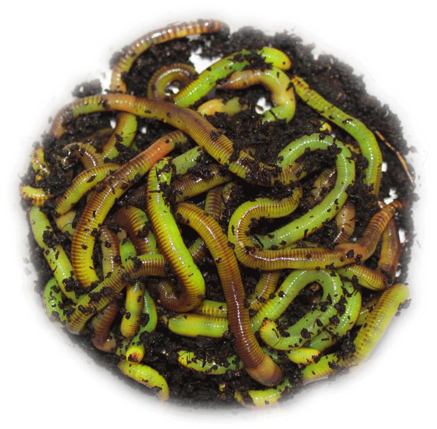 Green Worm Fluorescent Nutrient 30g – Willy Worms